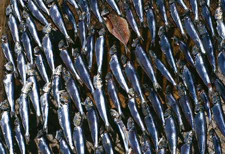 L1710_fisch_portugal