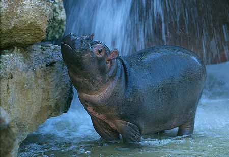 L1714_junges_flußpferd