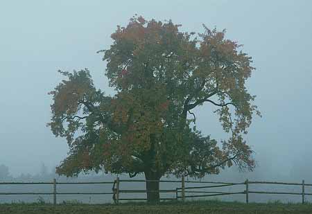 L1726_baum_im_nebel