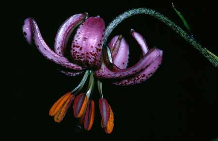 L1729_tuerkenbundlilie