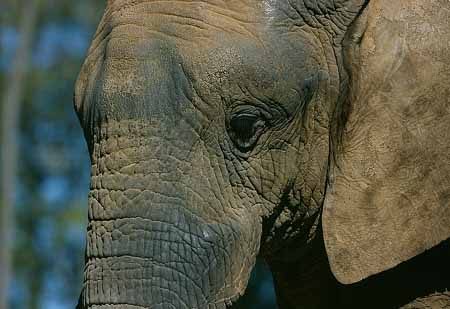 L1735_elefant