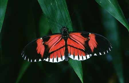 L1747_schmetterling