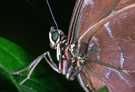 L1749_schmetterling_nah