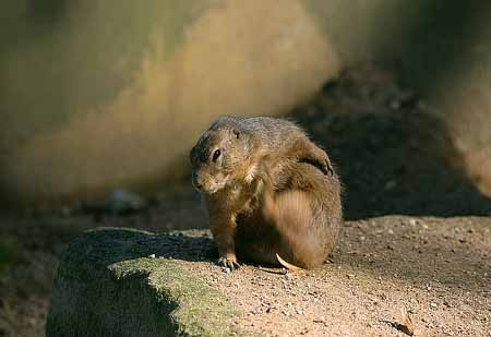 L1750_erdhoernchen_kratzt_sich