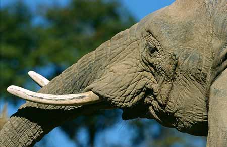 L1755_elefant_portrait