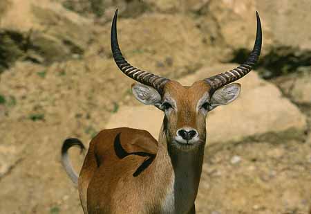 L1757_antilope_portrait_nah