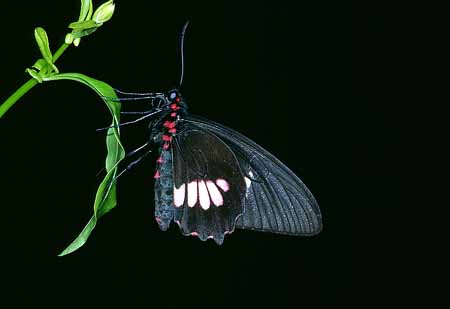 L1767_schmetterling