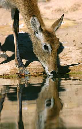 L1770_antilope_trinkt