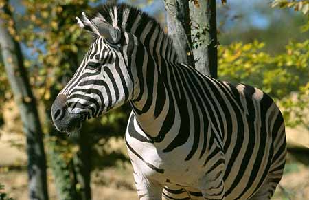 L1777_zebra