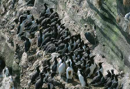 L1790_vogelfels_stonehaven