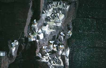 L1794_vogelfels_handa