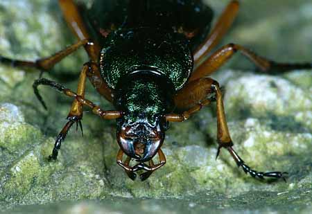 L1796_kaefer_portrait