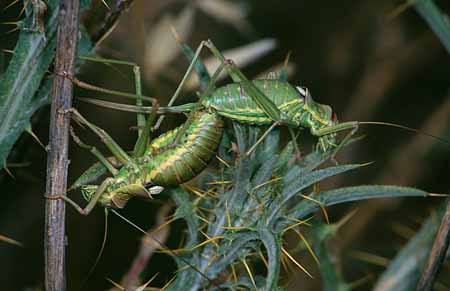 L1797_sattelschrecken_paarung