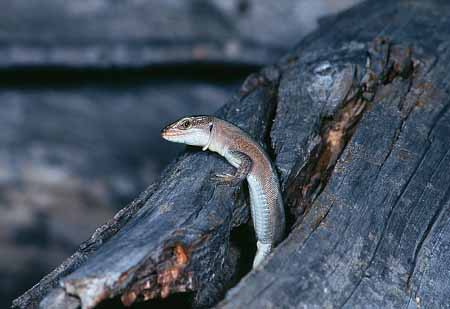 L1819_eidechse_im_stehen