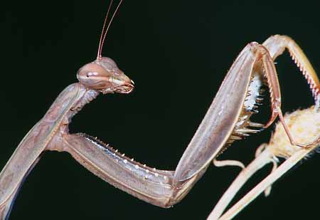 L1820_gottesanbeterin_portrait