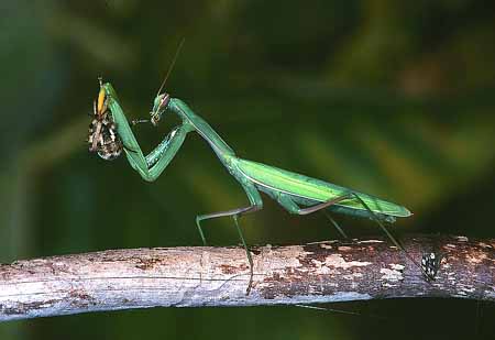 L1823_gottesanbeterin_frisst_argiope