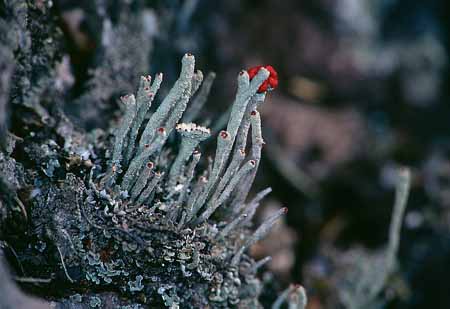 L1827_bluehende_flechten