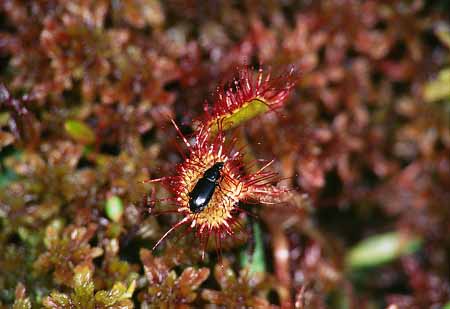 L1830_sonnentau_mit_kaefer