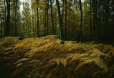 L1841_farn_und_baeume