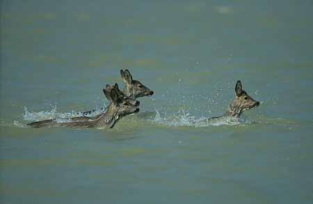 L1847_rehe_im_wasser