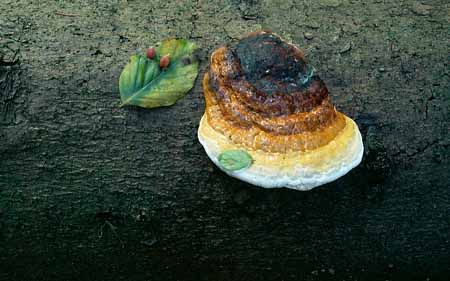 L1857_baumpilz_und_blatt