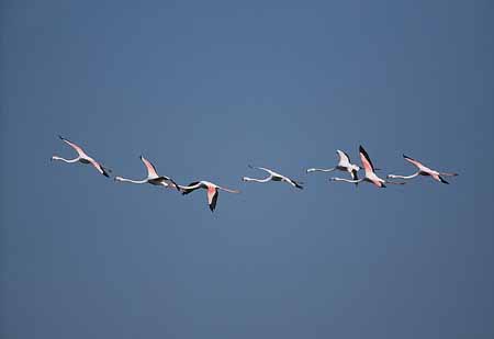 L1859_flamingos