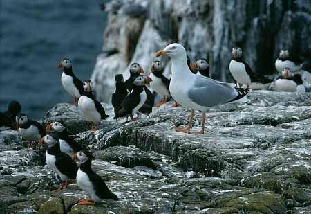 L1861_moewe_und_papageitaucher