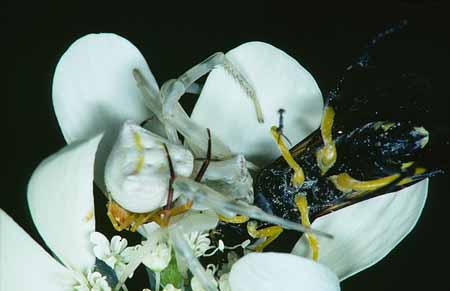 L1871_spinnenpaarung