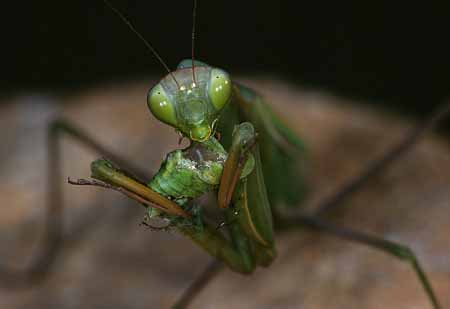 L1876_gottesanbeterin_frisst_ameles