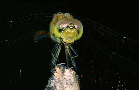 L1878_libelle_portrait