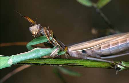 L1887_gottesanbeterin_streiten
