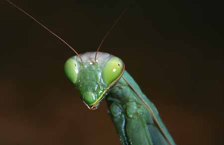 L1899_gottesanbeterin_portrait