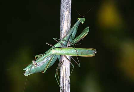 L1903_gottesanbeterin_paarung