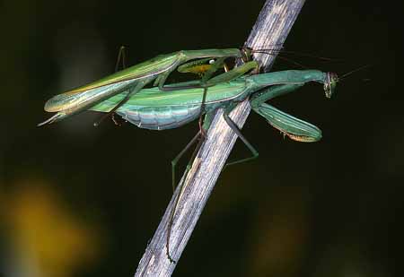 L1904_gottesanbeterin_paarung