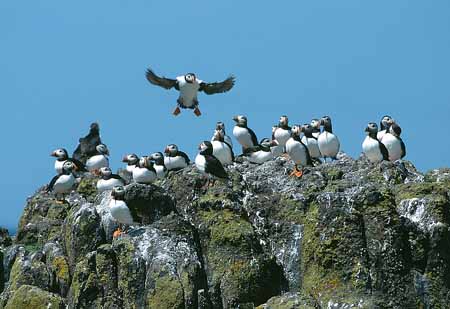 L1909_papageitaucher