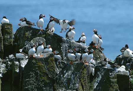 L1910_papageitaucher