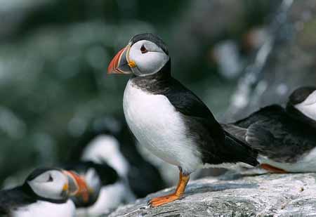 L1911_papageitaucher