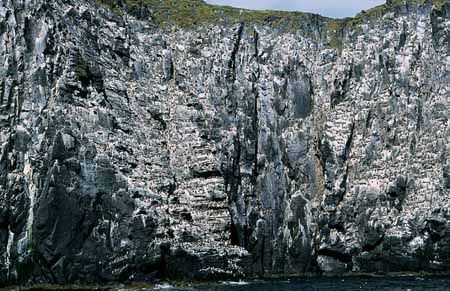 L1913_vogelfels_isle_of_may