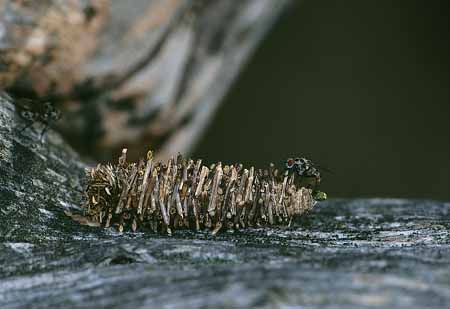 L1914_raupe_mit_tarnung_und_fliege