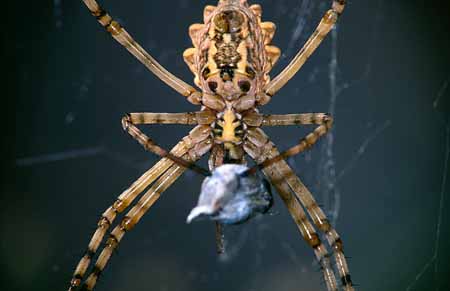 L1918_lobata_m_beute