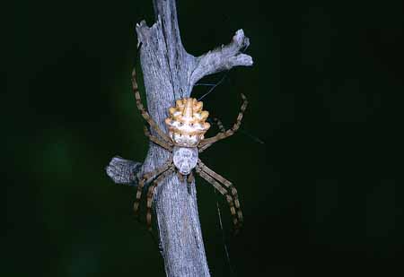L1930_argiope_lobata