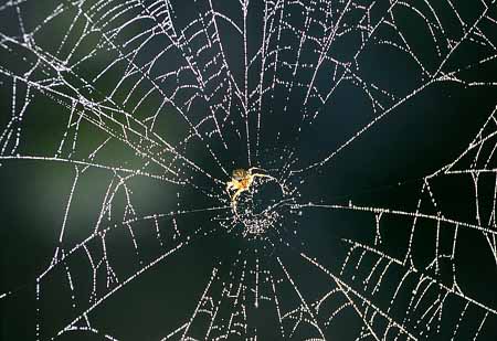 L1932_spinne_im_netz