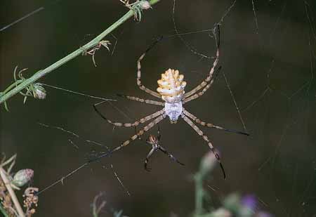 L1933_argiope