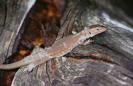 L1934_eidechse_haeutet