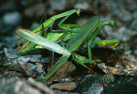 L1937_gottesanbeterin_paarung