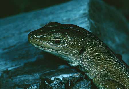 L1949_eidechse_portrait