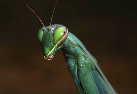 L1954_gottesanbeterin_portrait