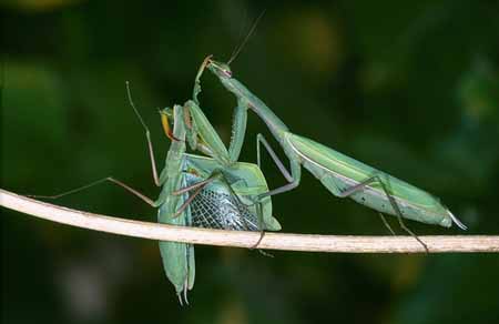 L1961_gottesanbeterin_frisst_maennchen