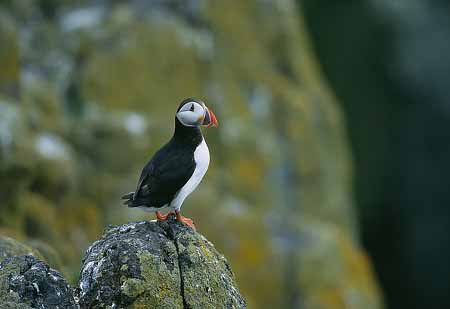 L1963_papageitaucher