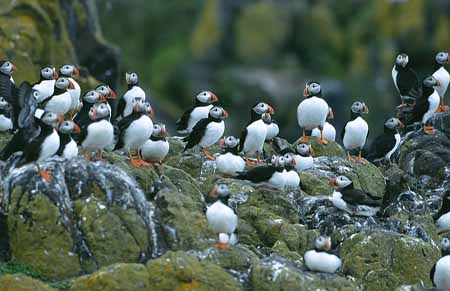 L1964_papageitaucher_gruppe